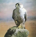 1 dollar 1996 Eritrea Falcon