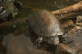 2 zloty 2002 Poland Swamp Turtle (Zolw Blotny) series "Animals"