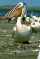1 lek 1996 Albanien, Pelican