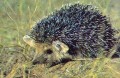 50 Tenge 2013 Kasachstan Brandt's hedgehog