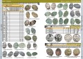English version. Catalog of Russian Imperial coins 1682-1917, electronic version in PDF