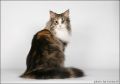 1 crown 1991 Isle of Man Norwegian Forest cat