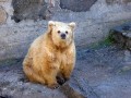 50 тенге 2008 Казахстан, Тянь-шаньский бурый медведь